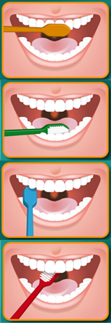 Gainesville Dental Arts Gainesville Haymarket  How To Brush